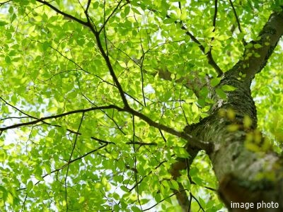 植栽計画イメージ｜ザ・パークハウス日本橋大伝馬町